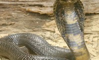 Nepali Man Bites and Kills Cobra Snake