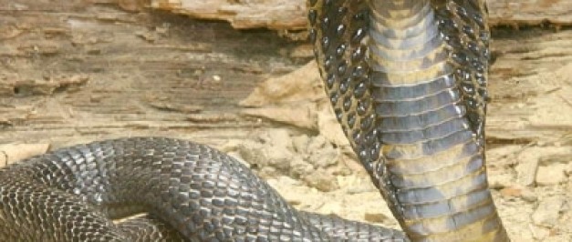 Nepali Man Bites and Kills Cobra Snake